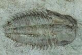 Cambrian Trilobite (Termierella) With Pos/Neg - Issafen, Morocco #170771-3